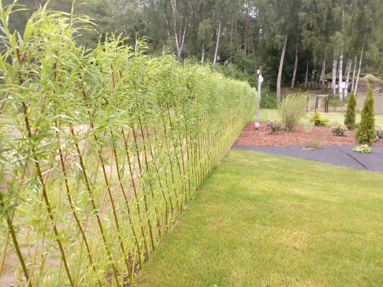 Пузыреплодник калинолистный изгородь