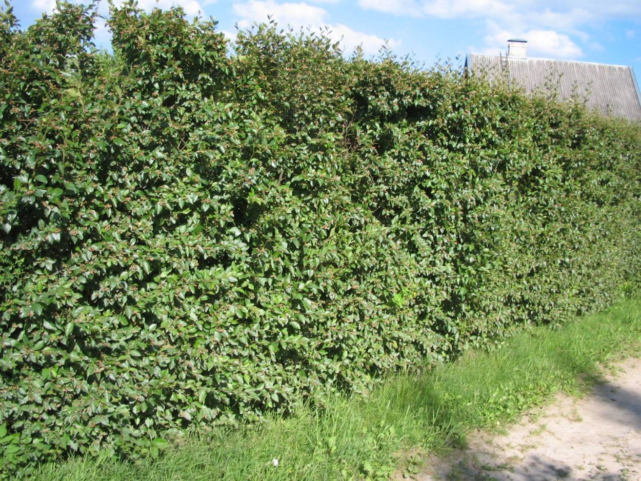 Жимолость съедобная Живая изгородь