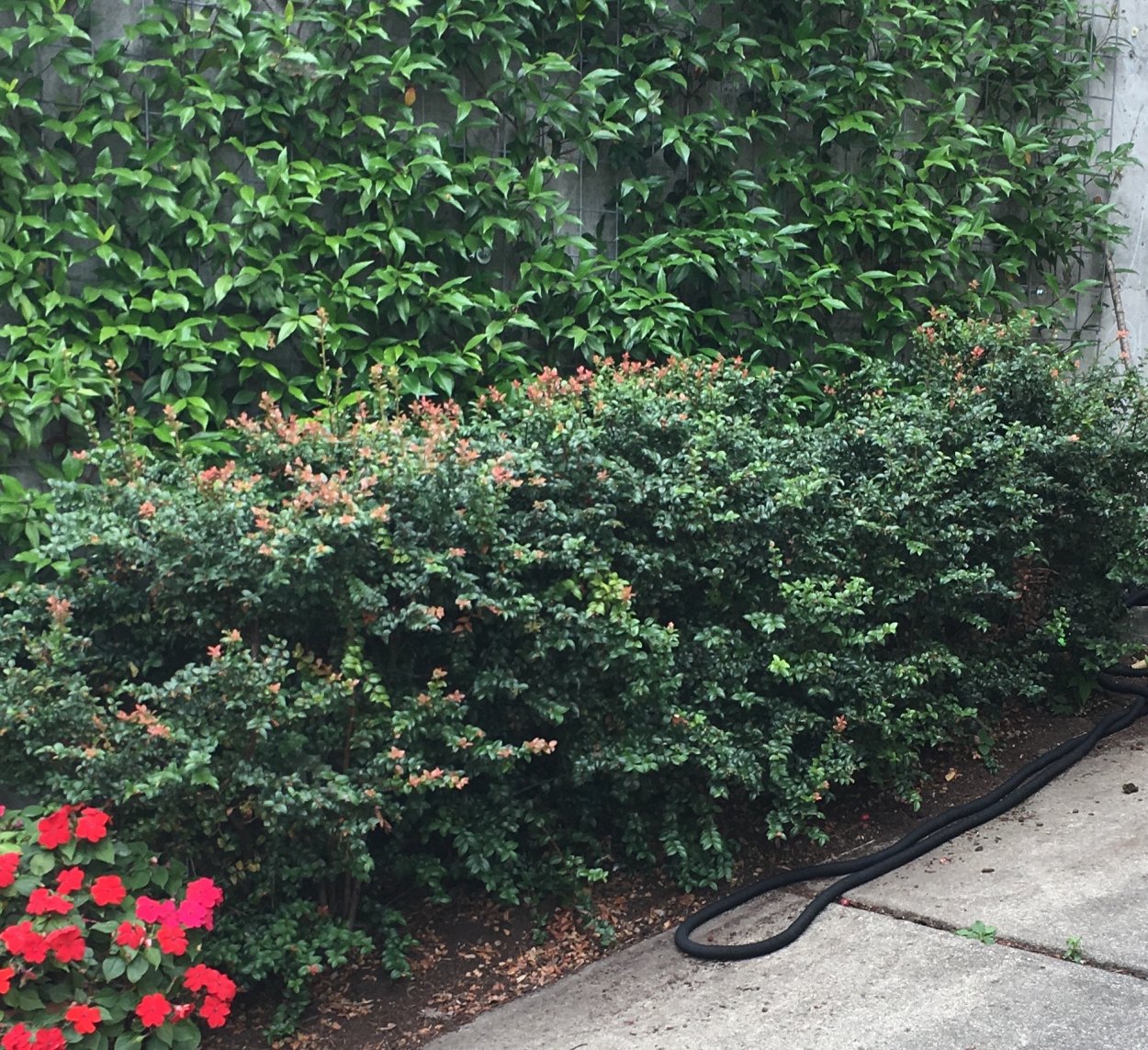 Бук Лесной Живая изгородь