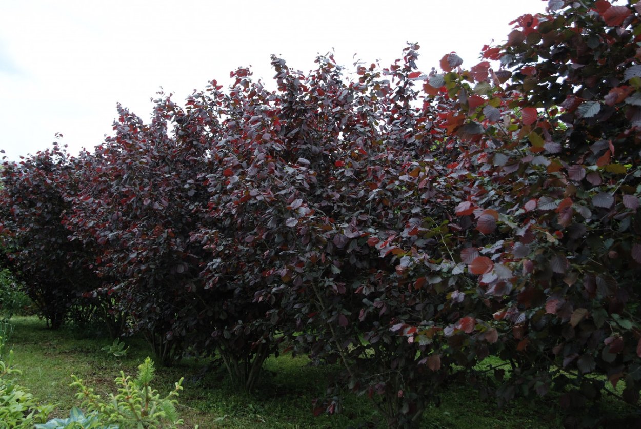 Боярышник кроваво-красный Живая изгородь