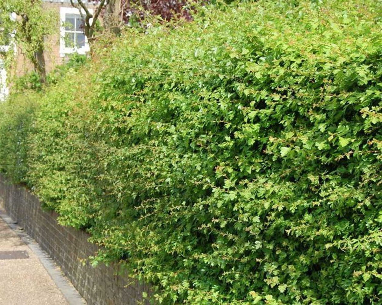 Неформованная Живая изгородь