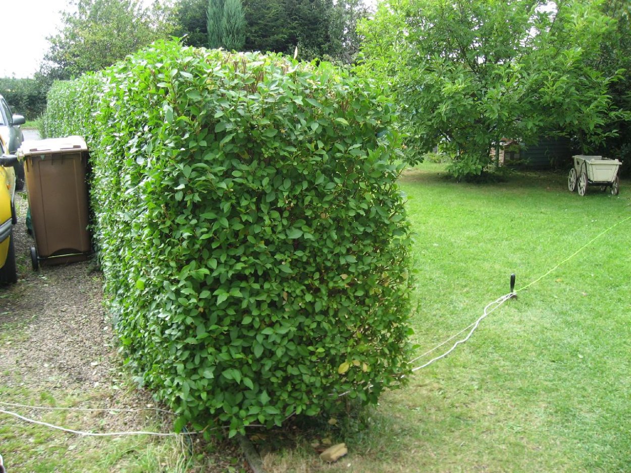 Орешник Живая изгородь