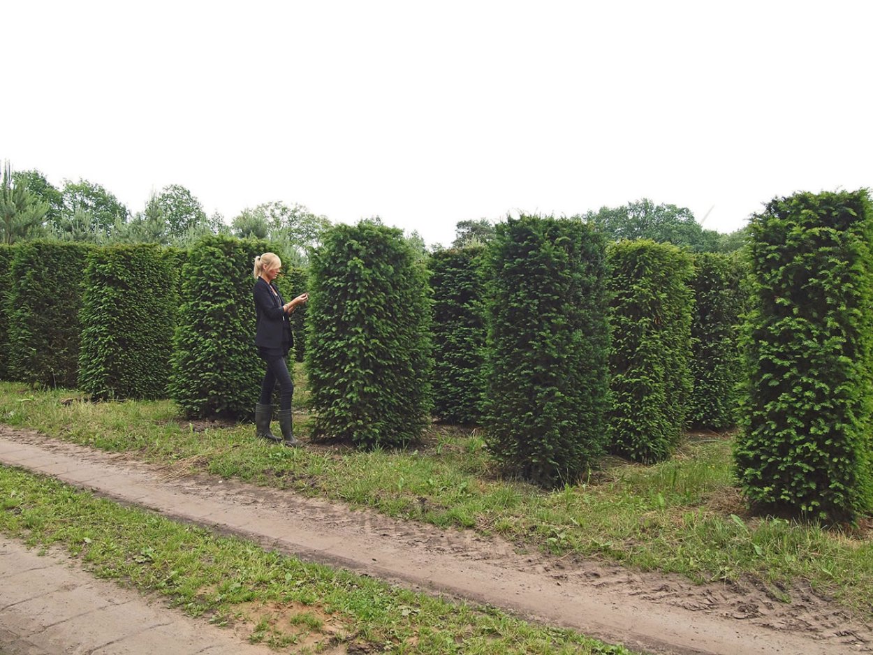 Граб Живая изгородь