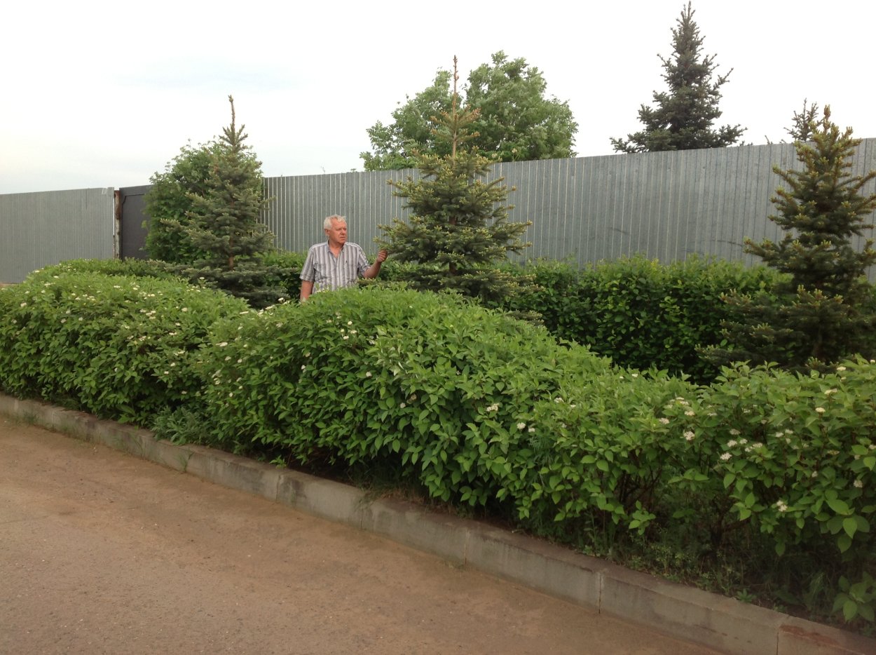 Клен Гиннала Живая изгородь