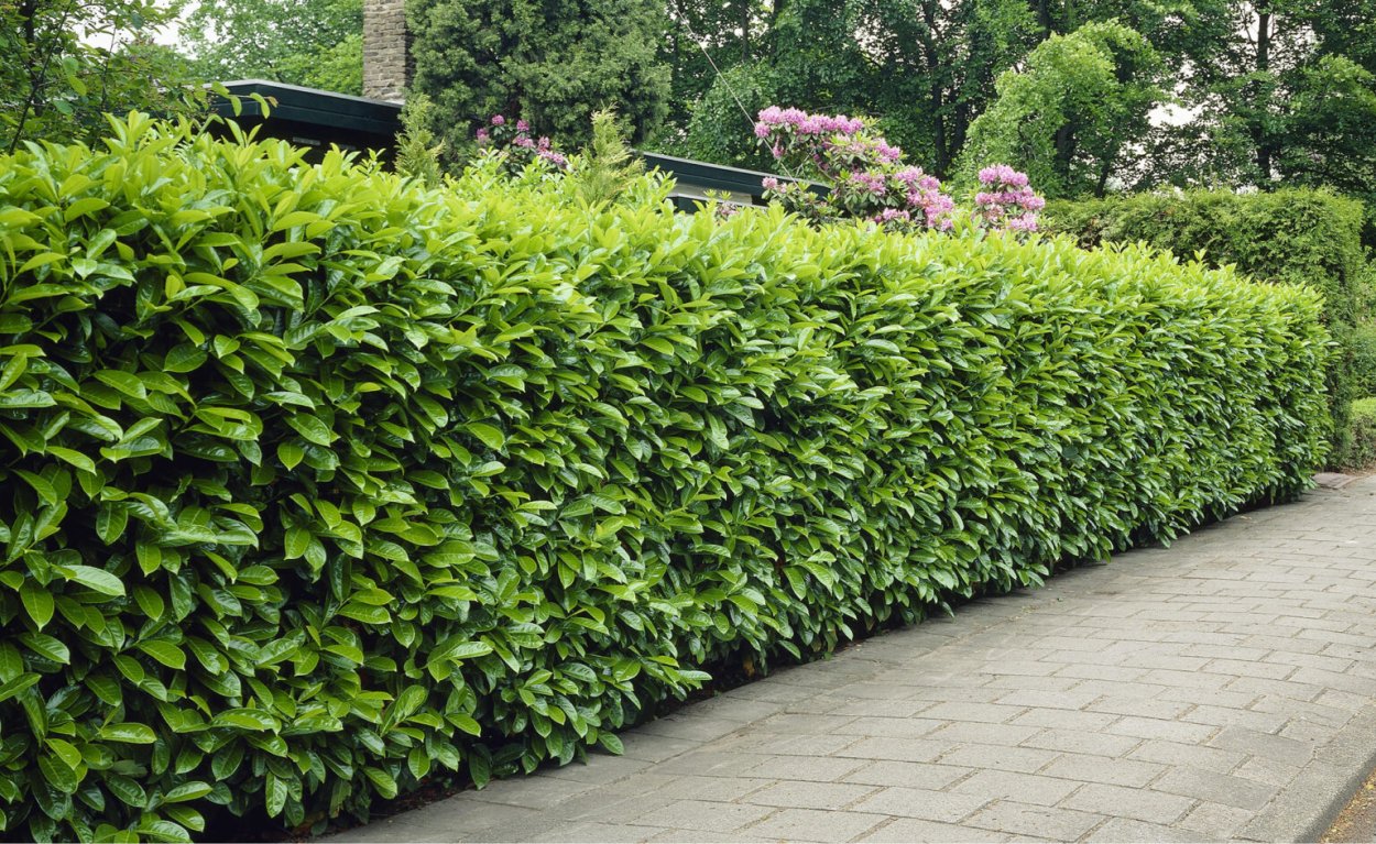 Ирга канадская Ламарка Живая изгородь