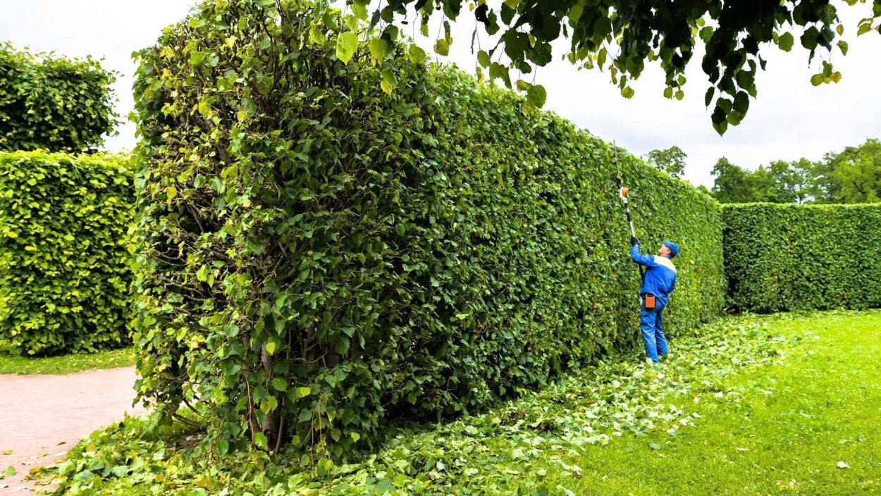 Фотиния Фразера Живая изгородь