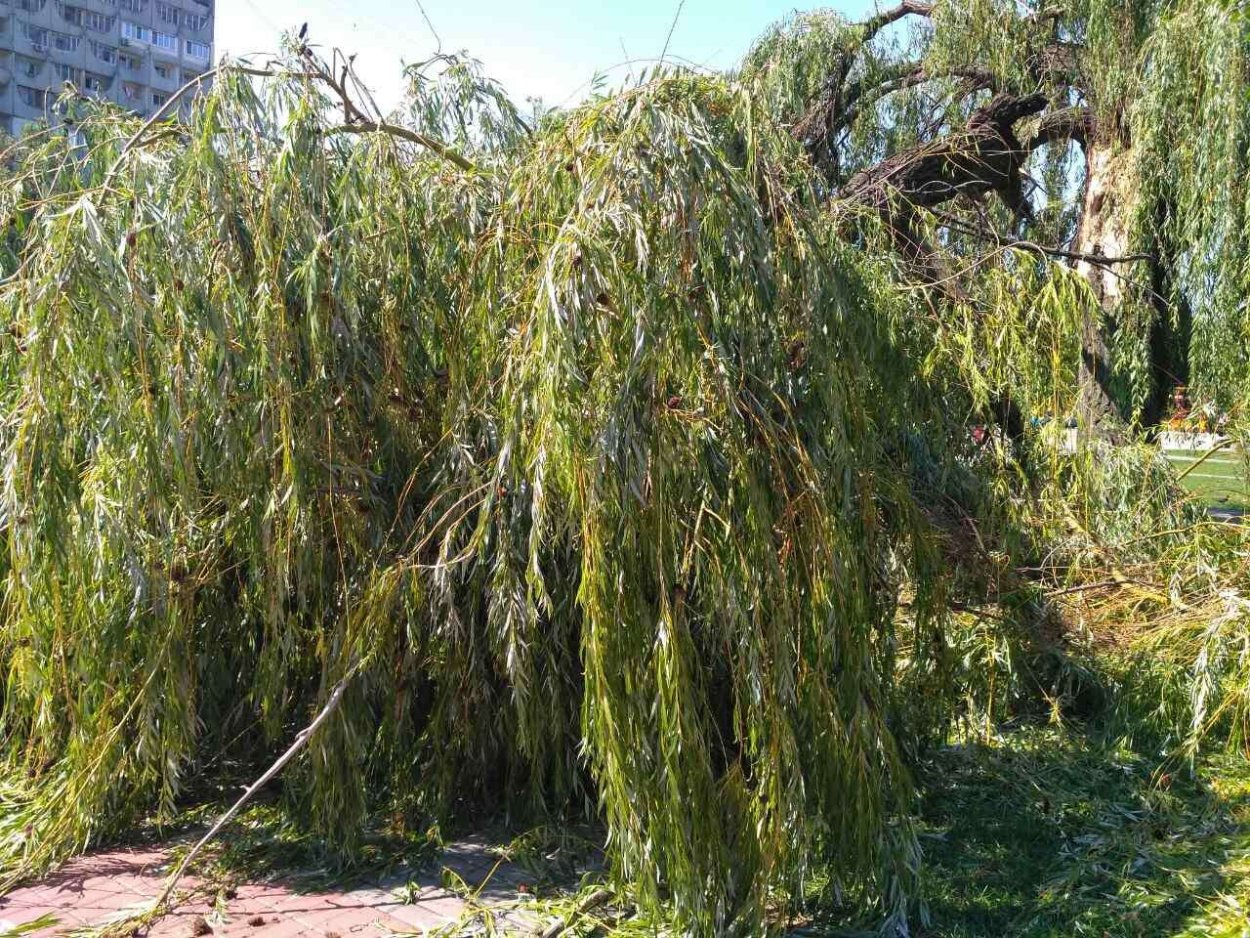 Лоза ивы