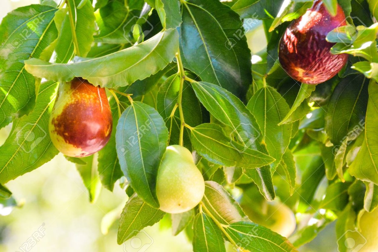 Зизифус обыкновенный