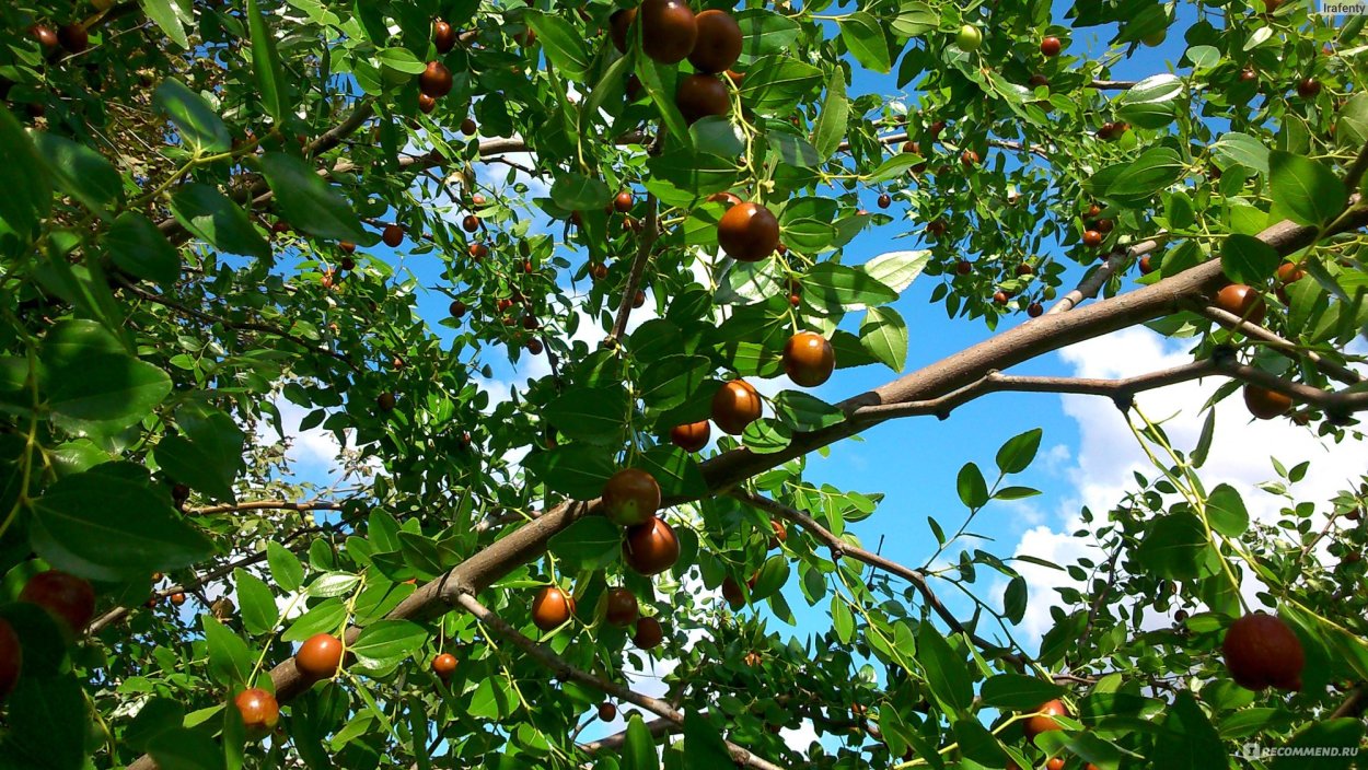 Китайский финик ююба