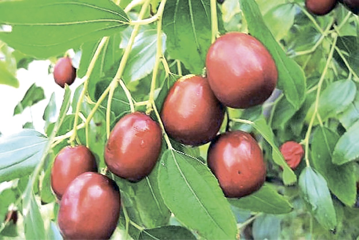 Порошок сидра Зизифус