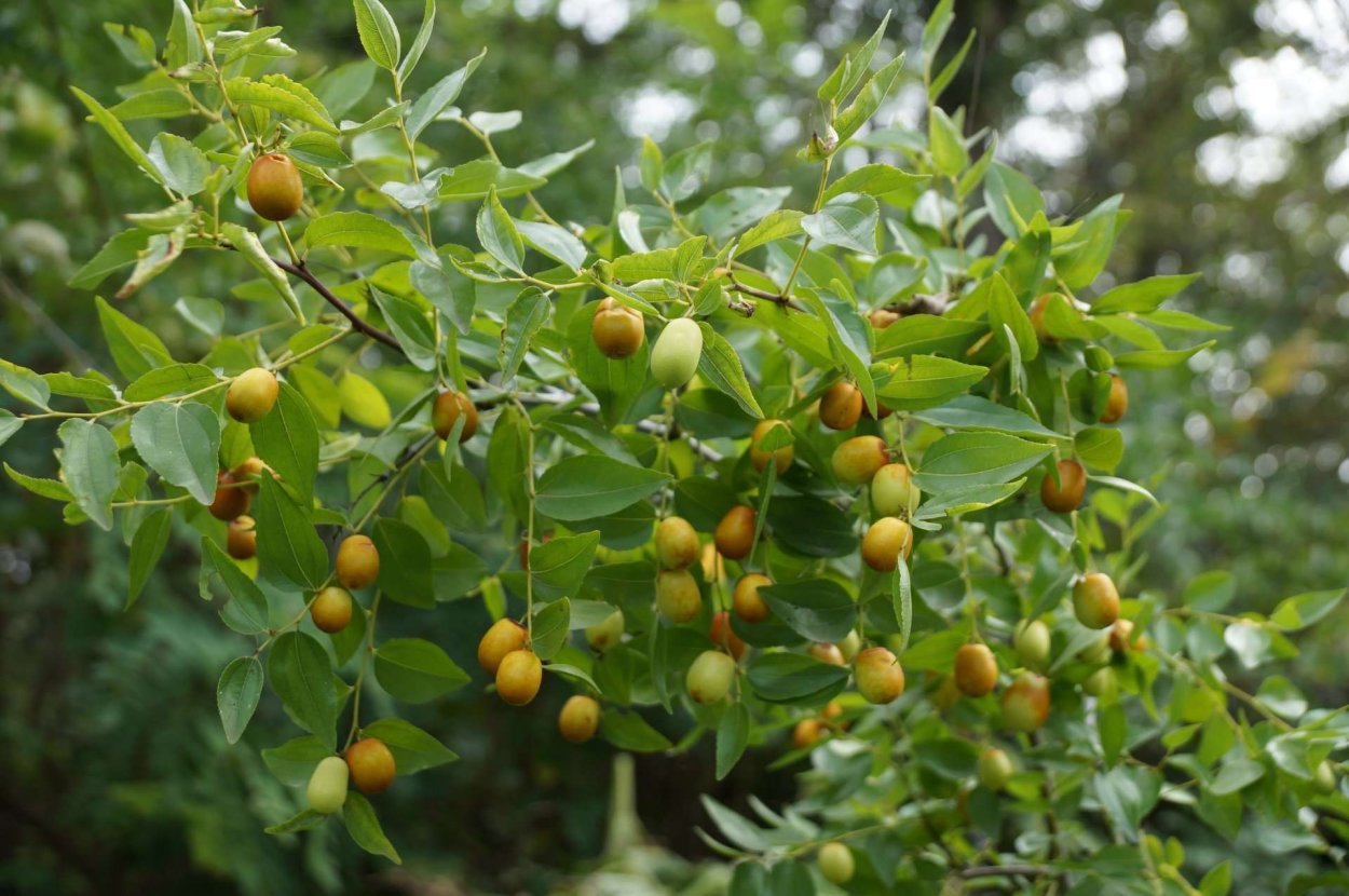 Крымский финик Зизифус