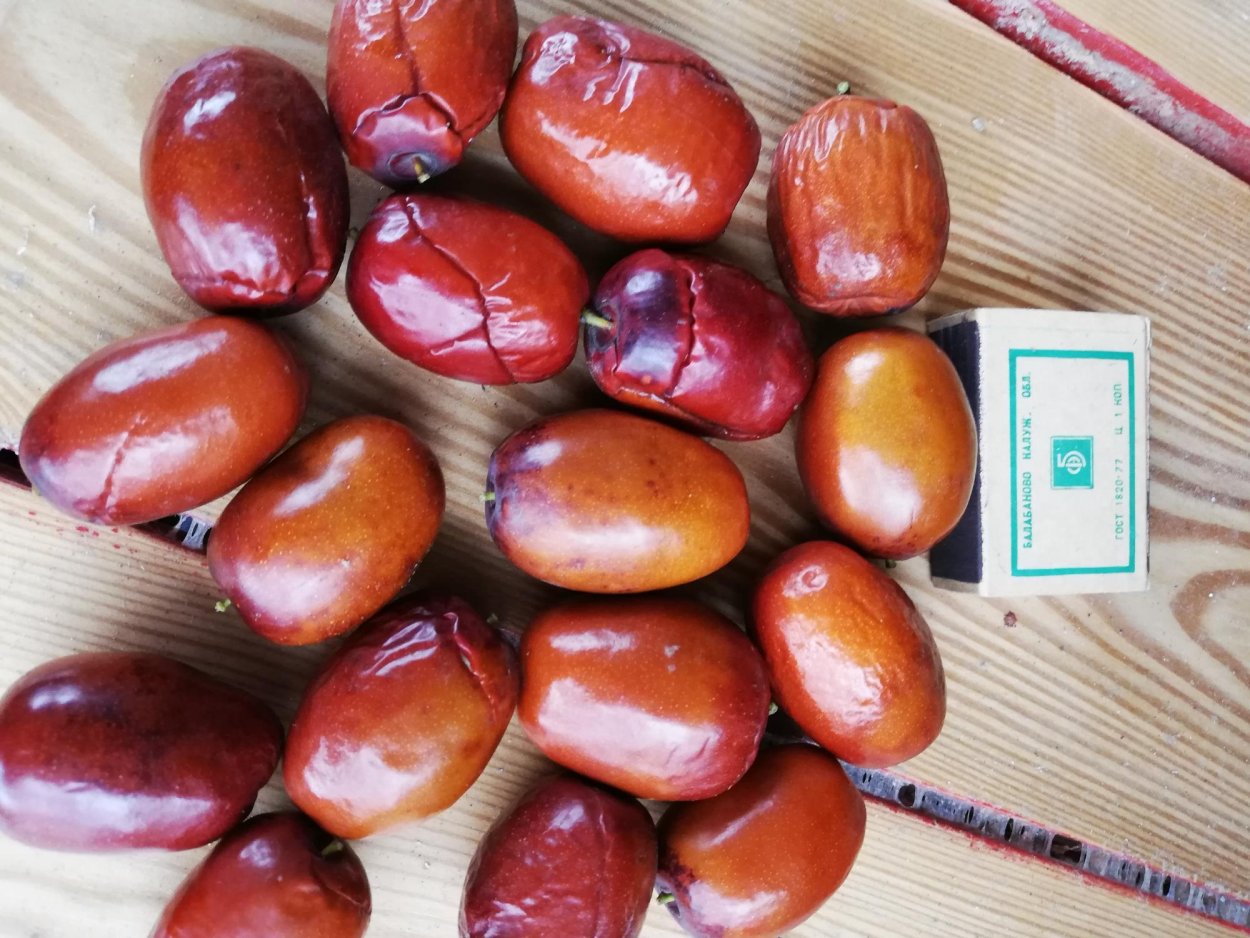 Зизифус Крымский дерево