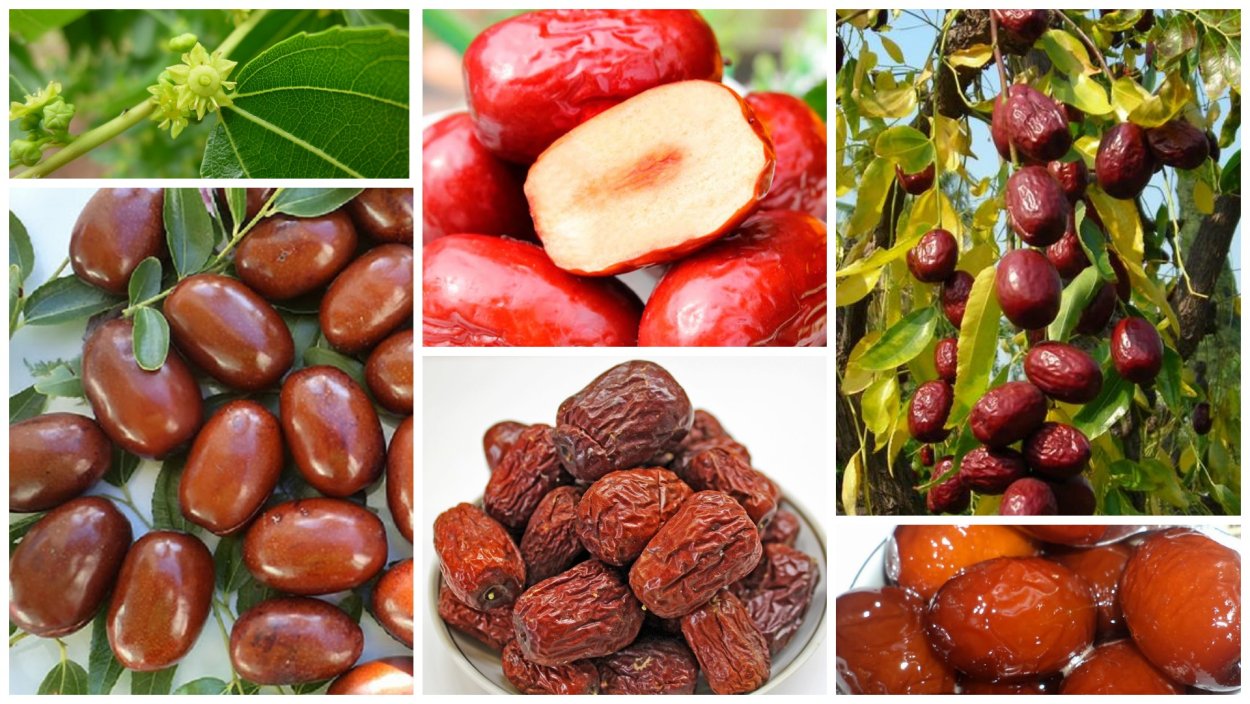 Palm Fruit, it is usually sold dried