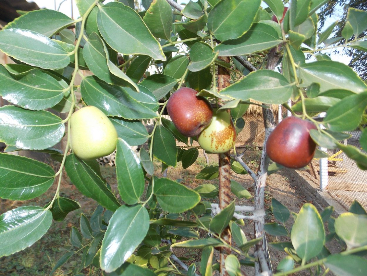 Унаби китайский финик