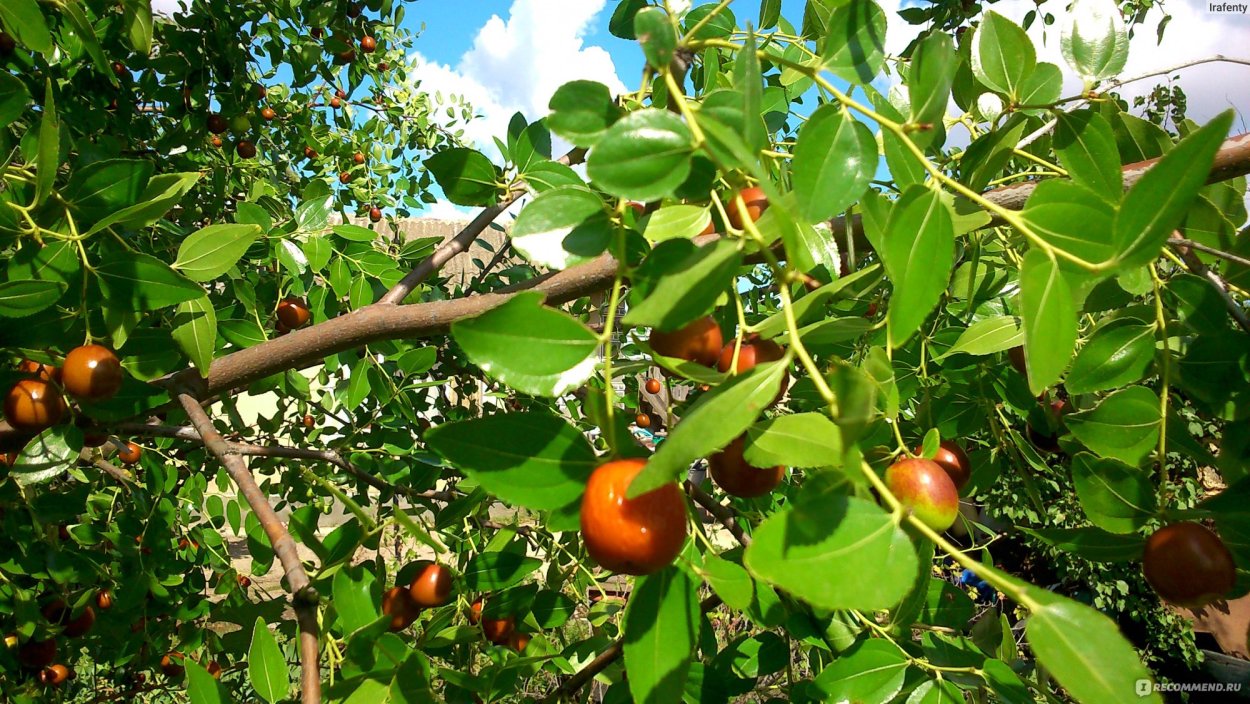 Унаби китайский финик