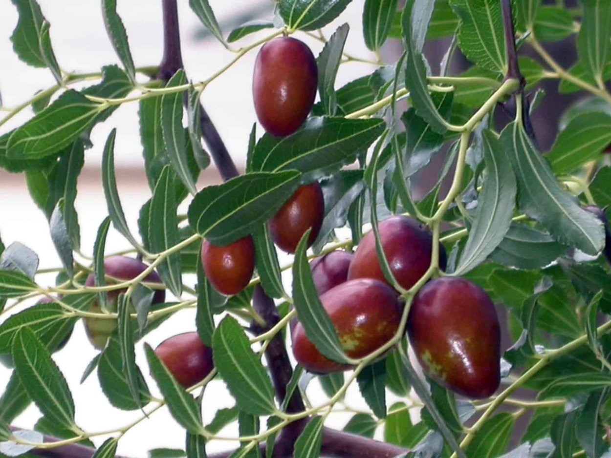 Унаби Джида