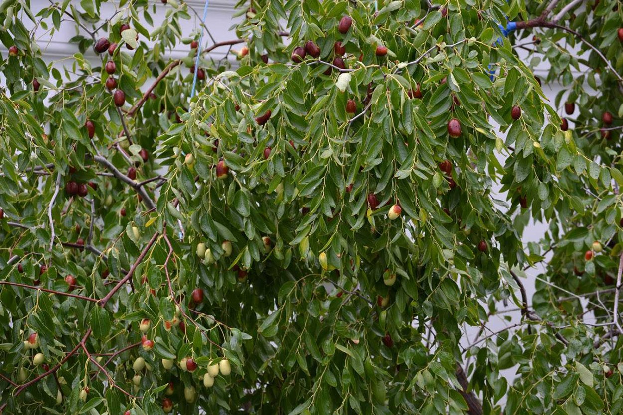 Зизифус на темном фоне