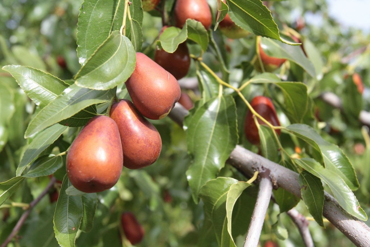 Унаби китайский финик