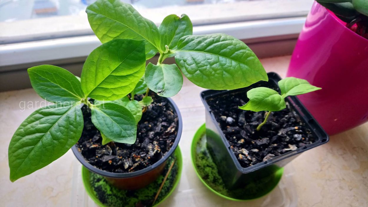 Кумкват растение Росток