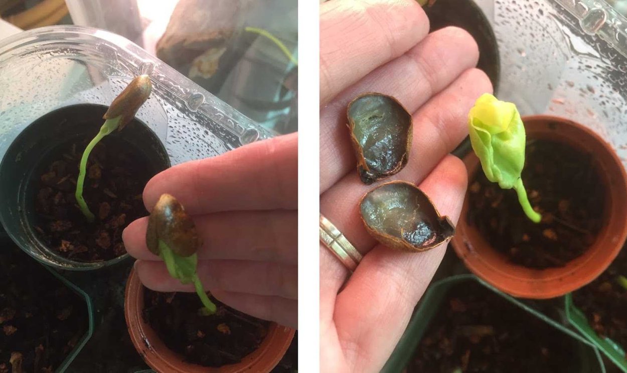 Проросток хурмы из косточки