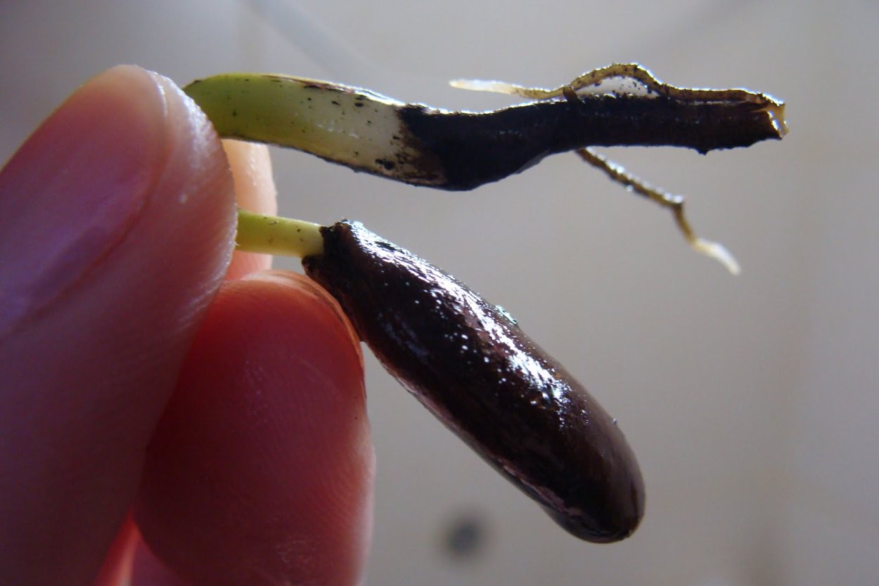 Проросла семечка хурмы