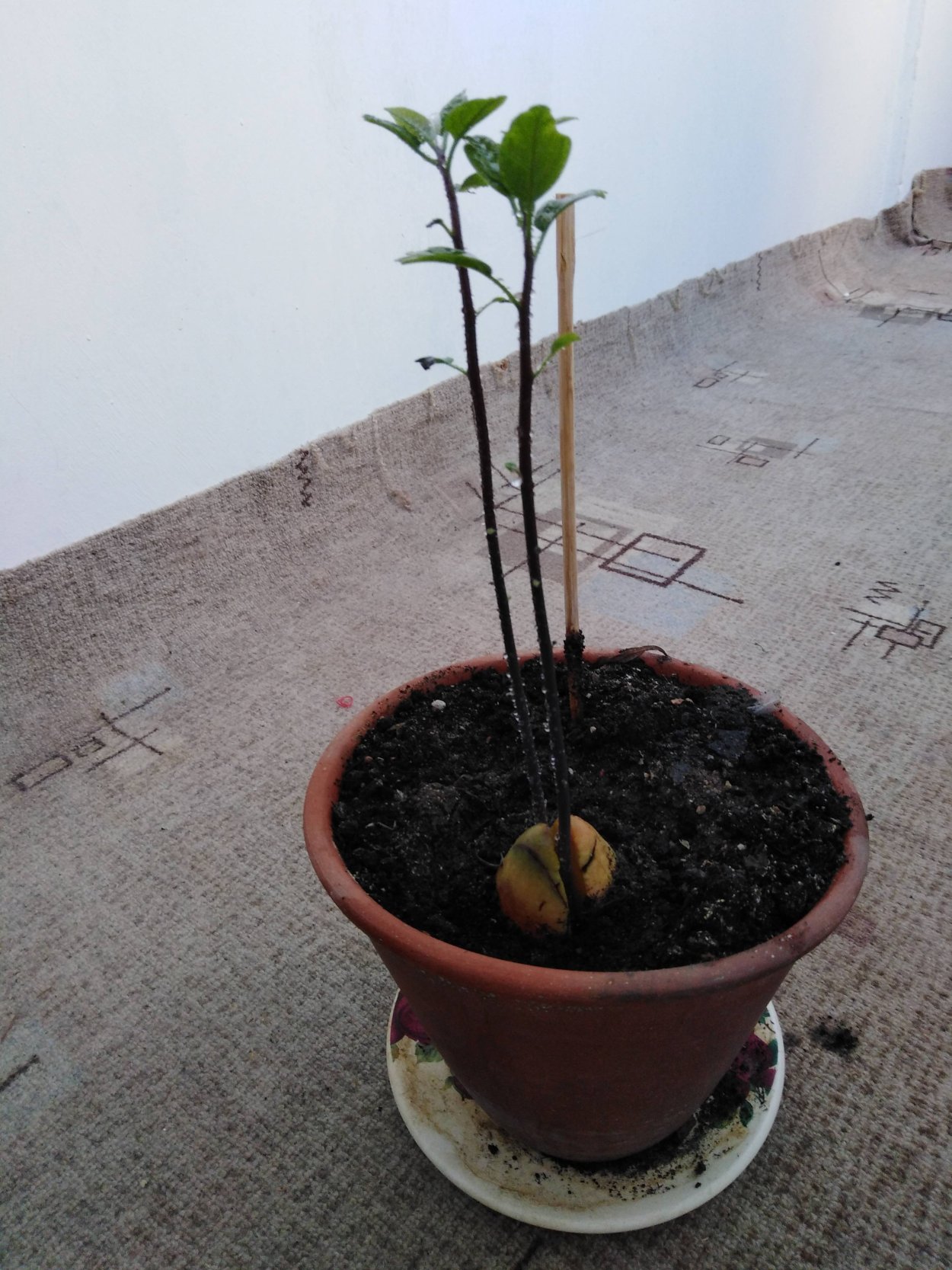 Росток хурмы из косточки