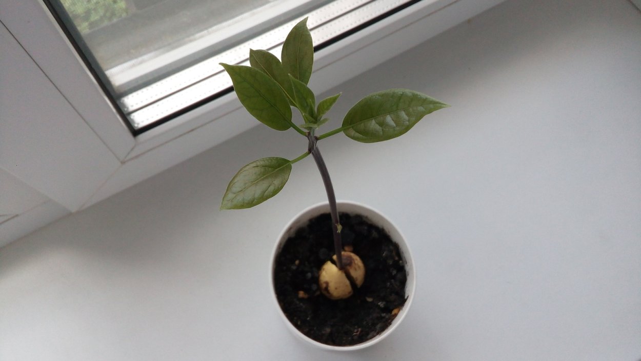 Авокадо дерево на подоконнике