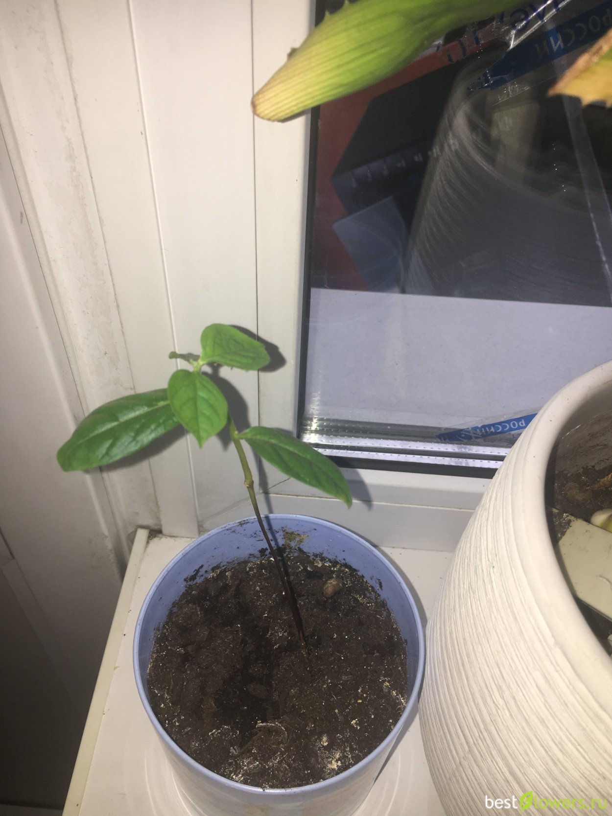 Прорастить хурму из косточки