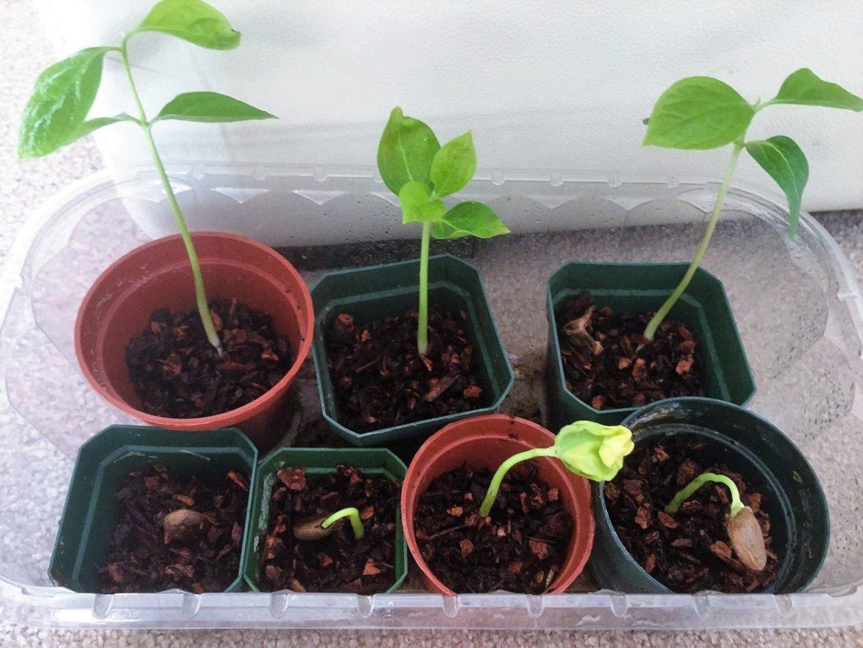 Росток хурмы из косточки