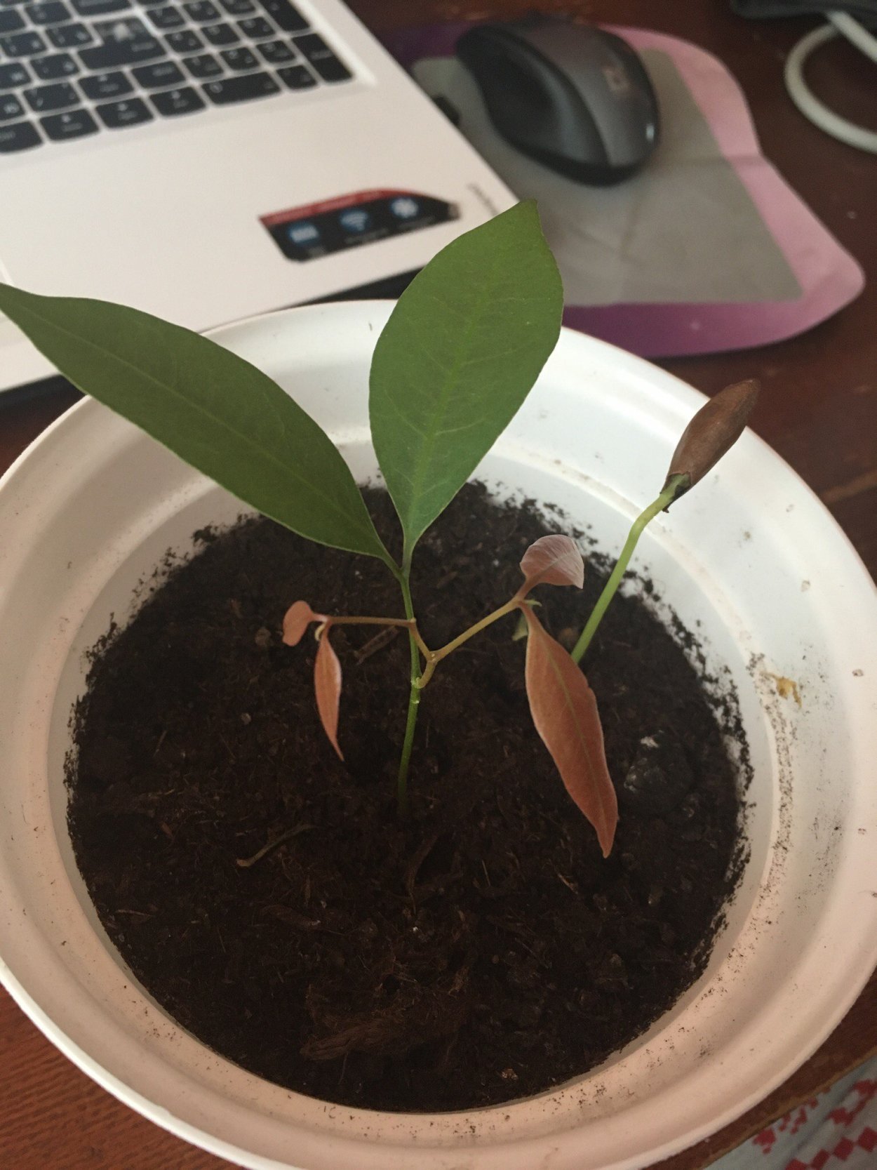 Росток хурмы из косточки