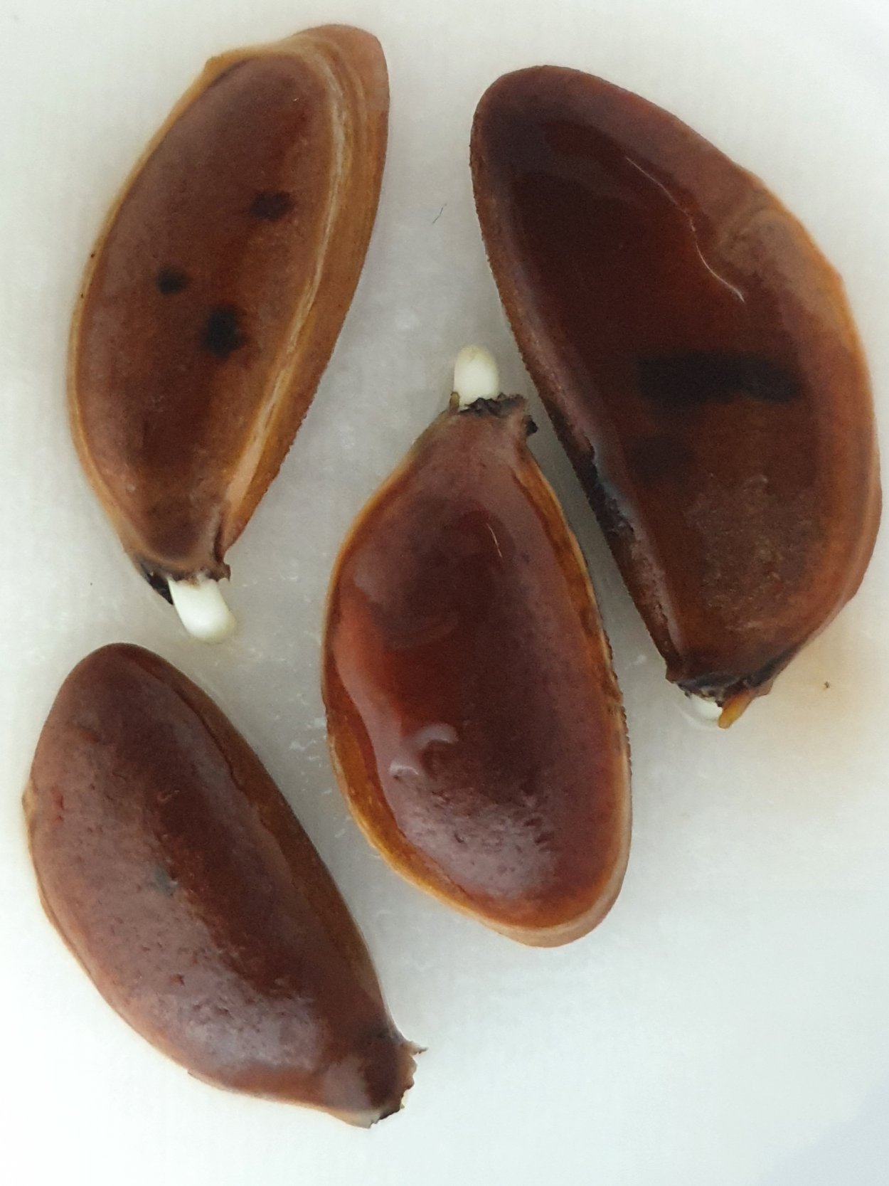 Лимон комнатный Росток