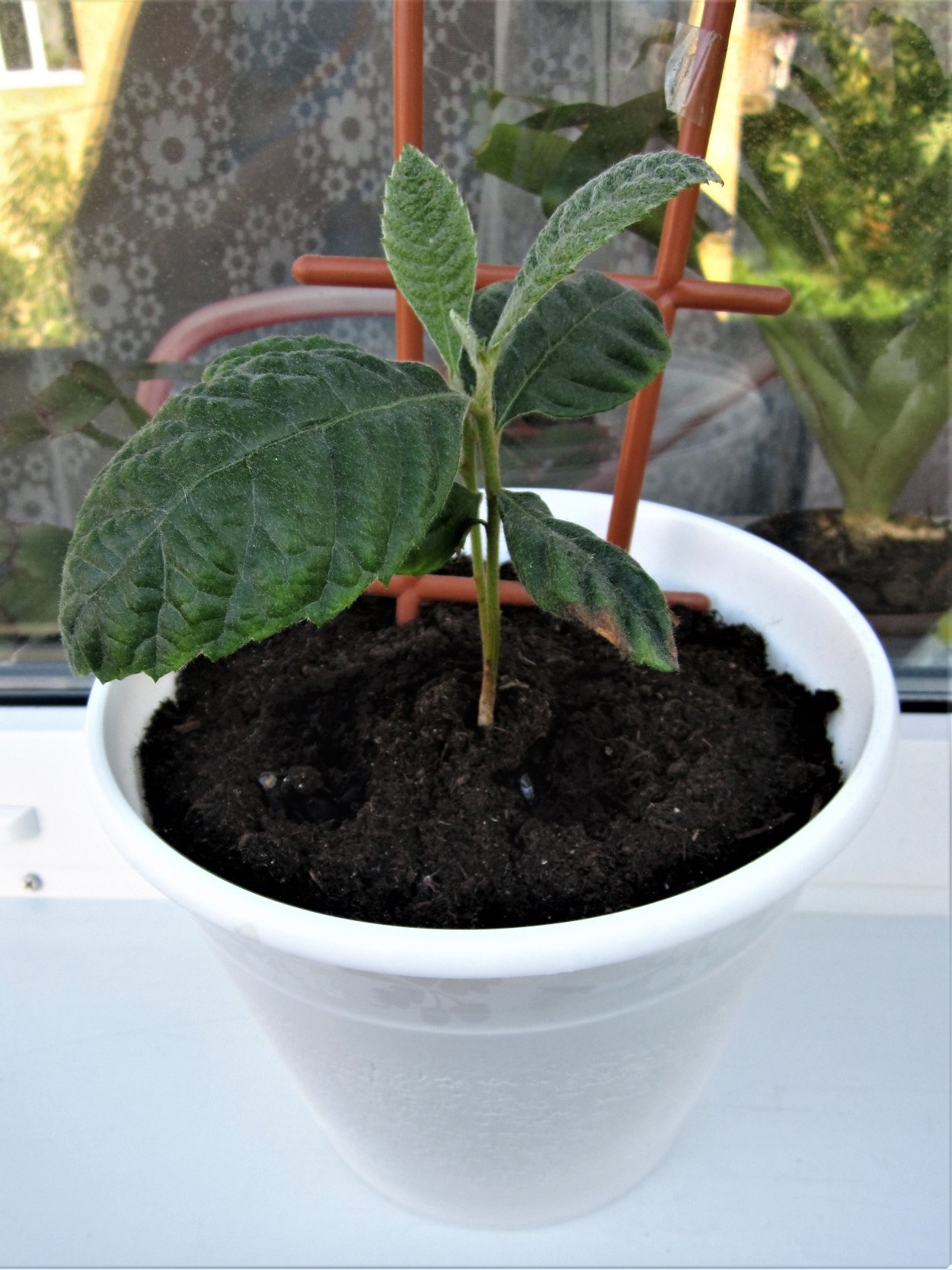 Лимон Павловский Росток