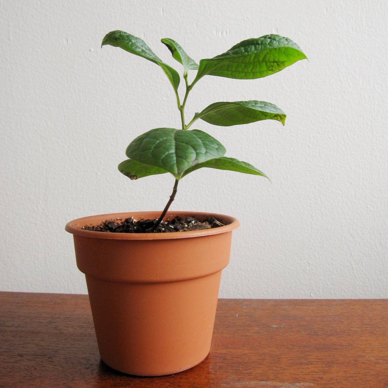 Росток хурмы из косточки