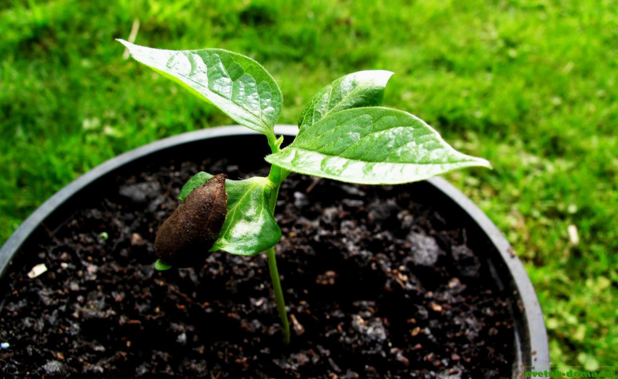 Росток хурмы Росток хурмы