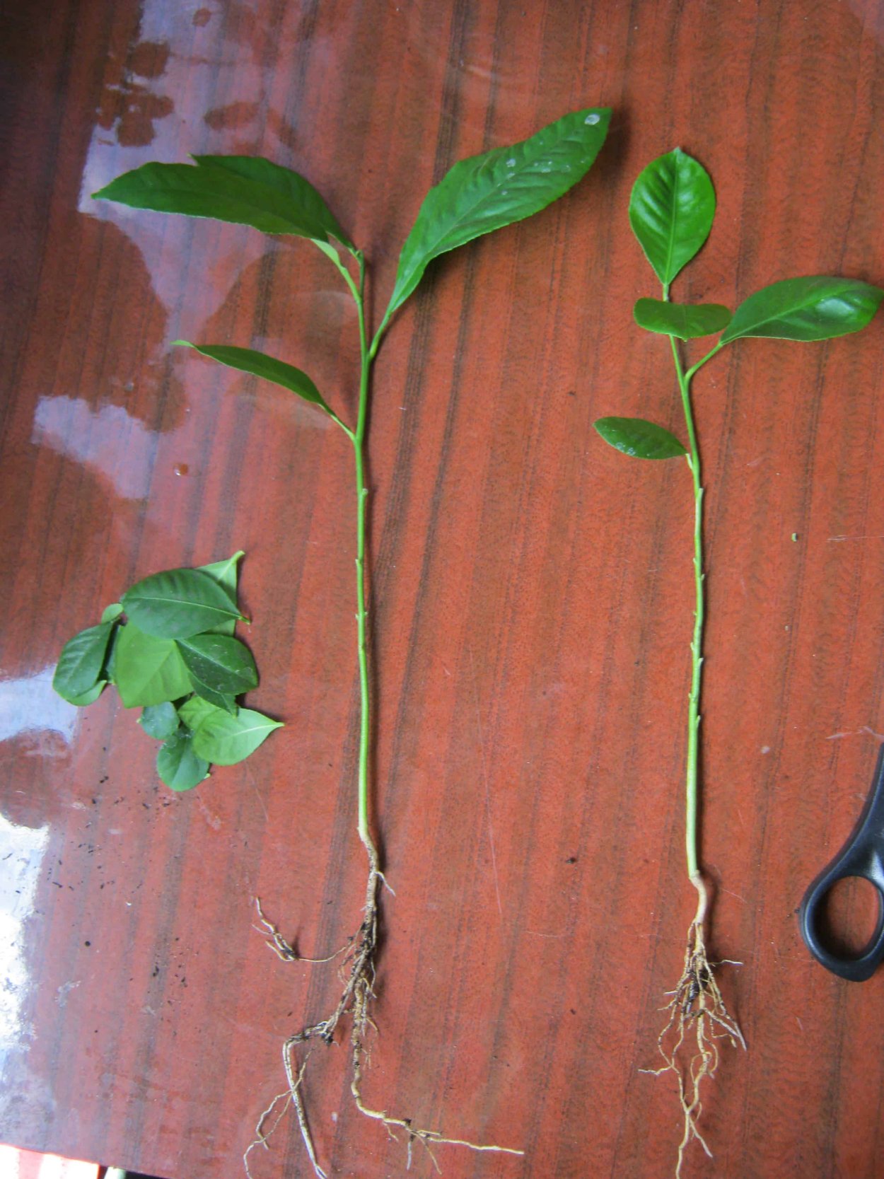 Росток апельсина из косточки