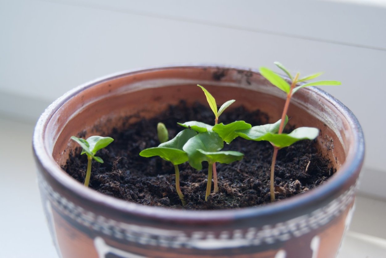 Рассада мандарина