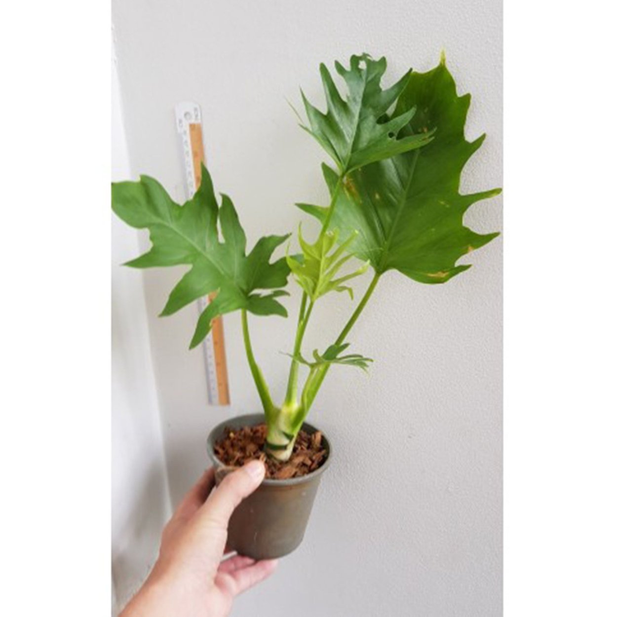 Филодендрон верикоссум