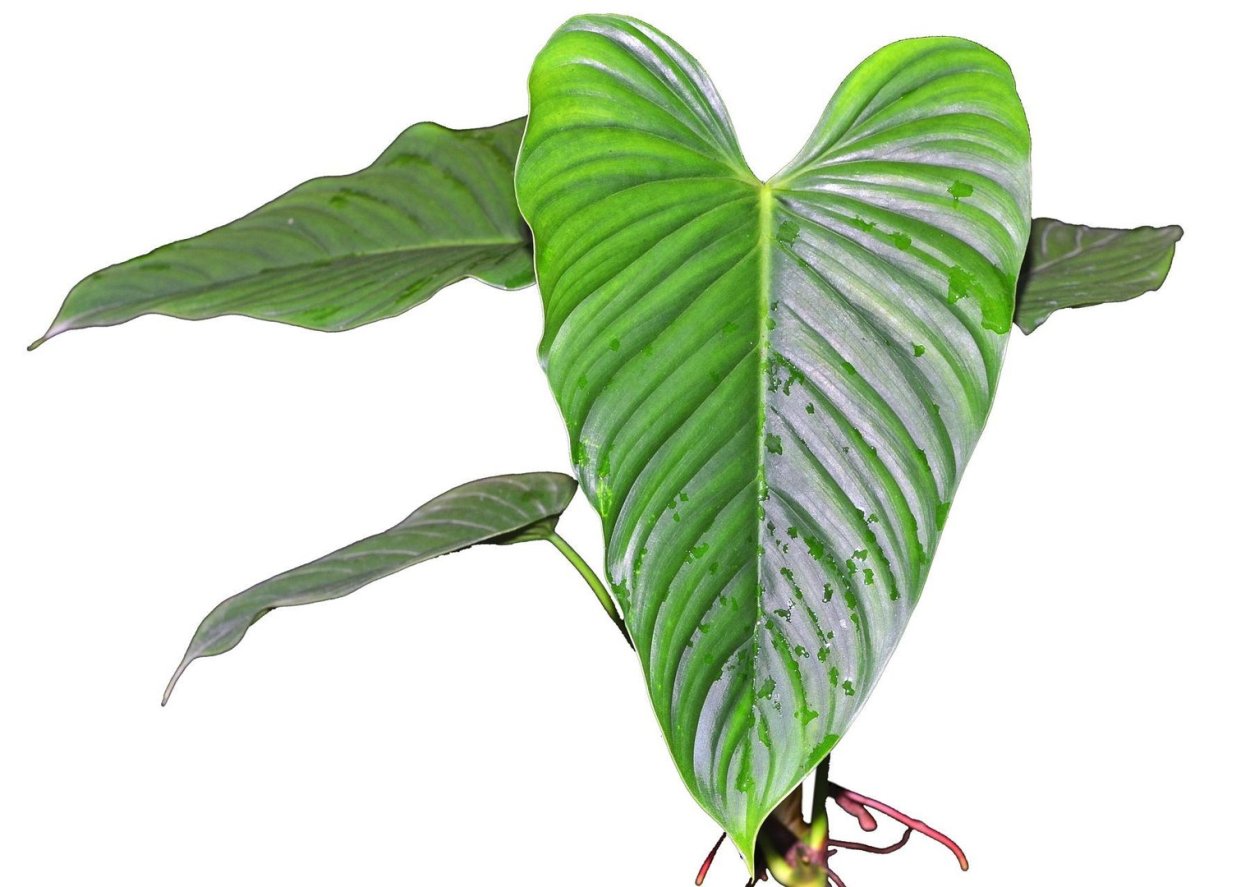 Филодендрон мексиканум