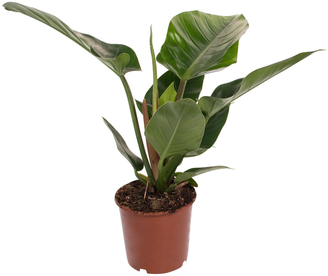 Филодендрон Пинк Квин