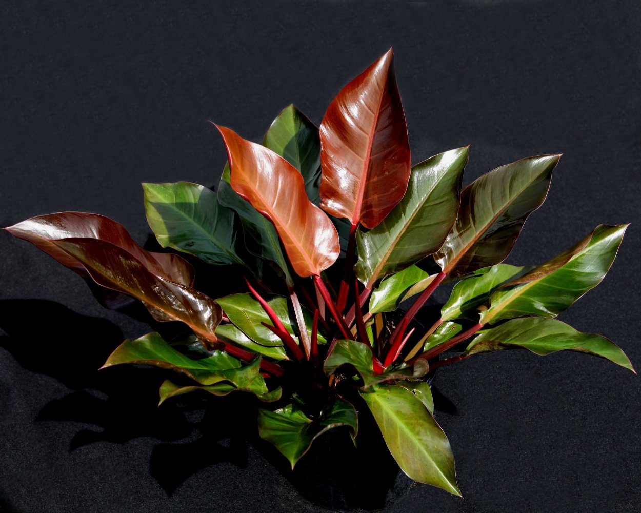 Филодендрон ред Барон