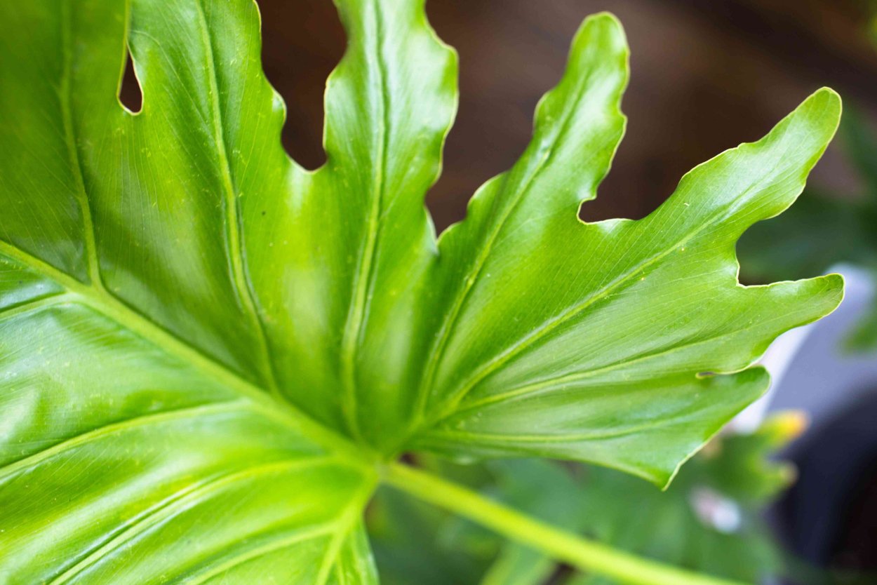 Филодендрон мандианум