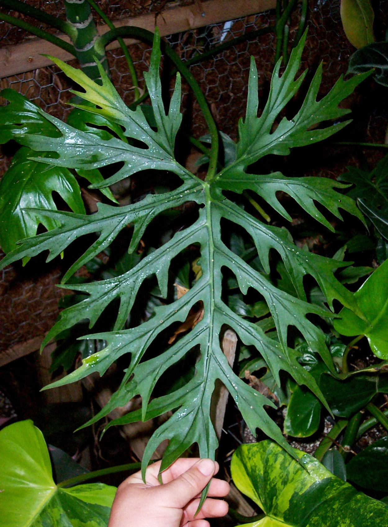 Филодендрон warscewiczii