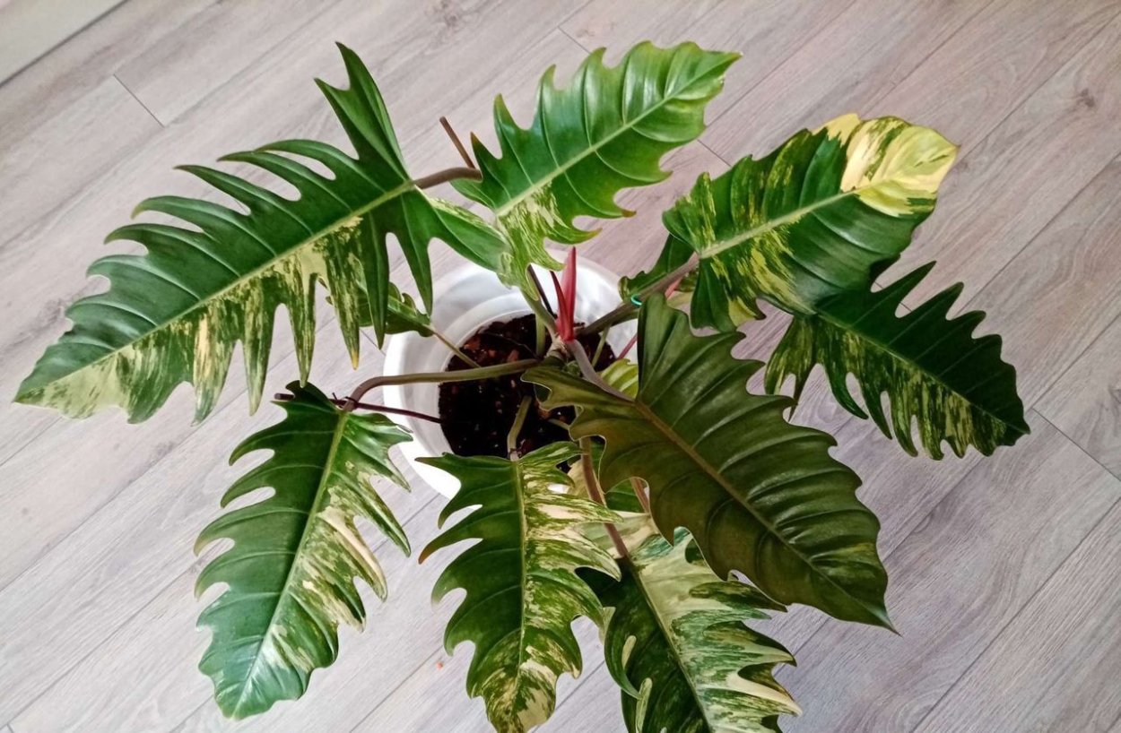 Филодендрон Нарроу Эскейп