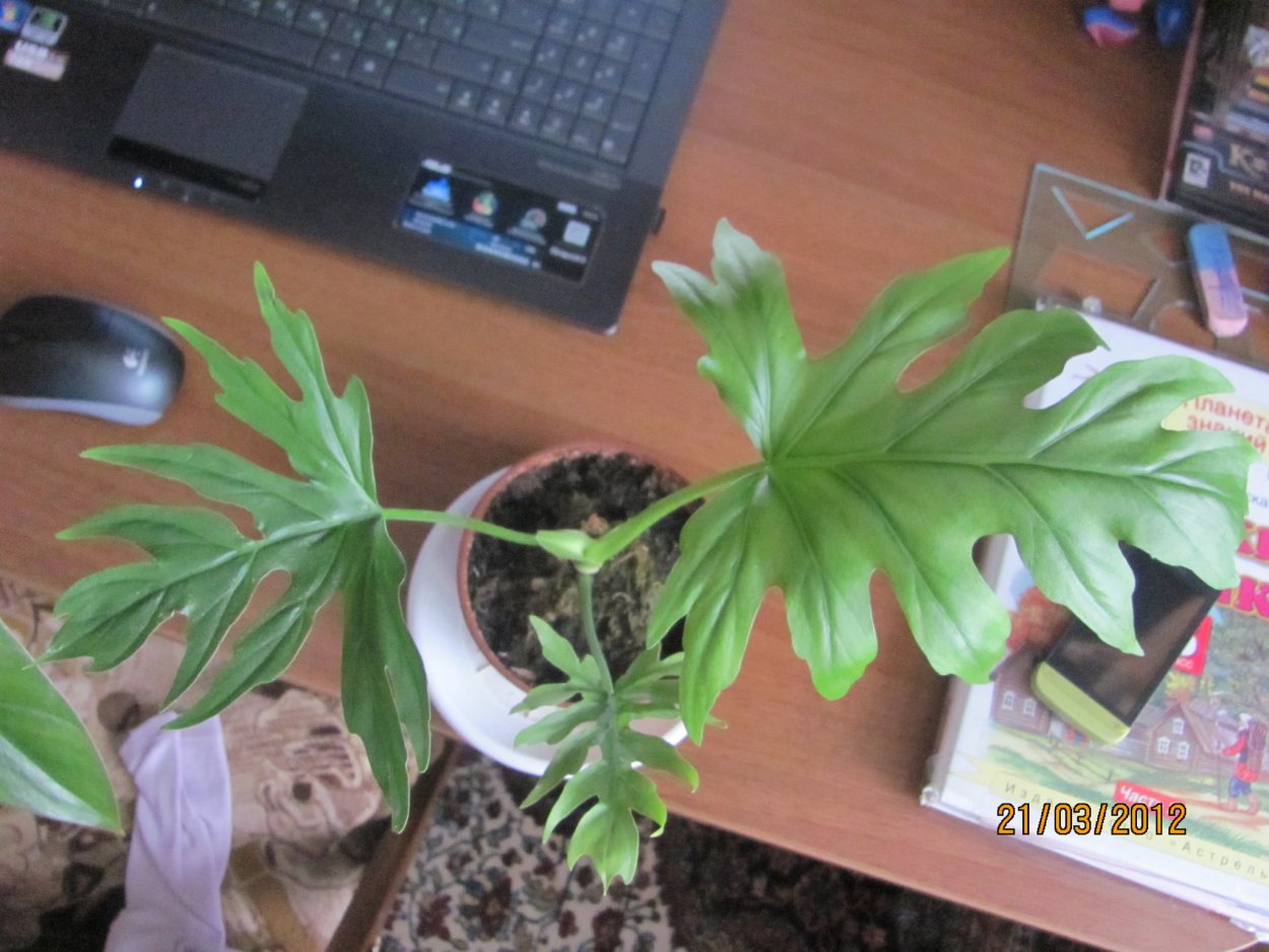 Филодендрон verrucosum