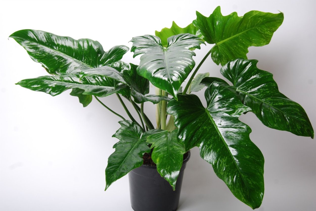 Филодендрон хедерацеум