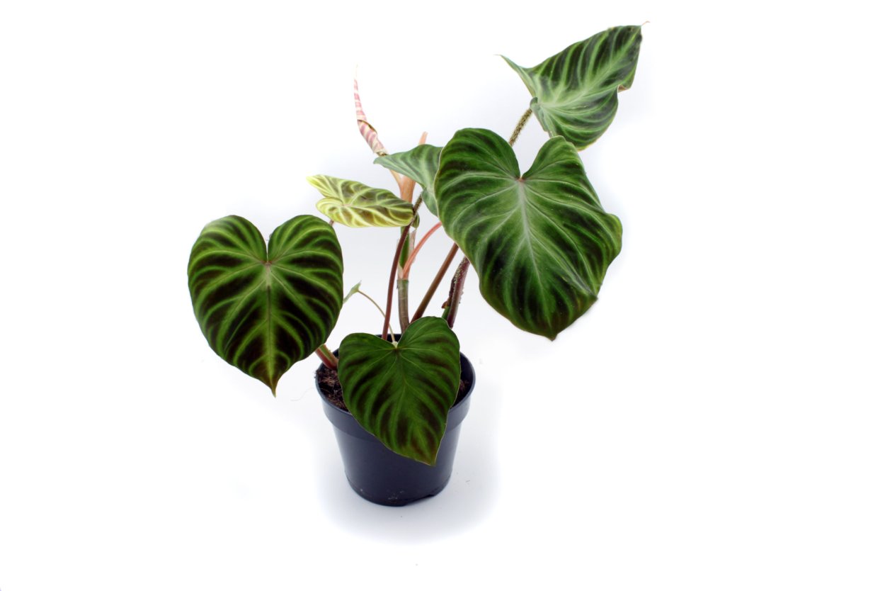 Филодендрон Виолин