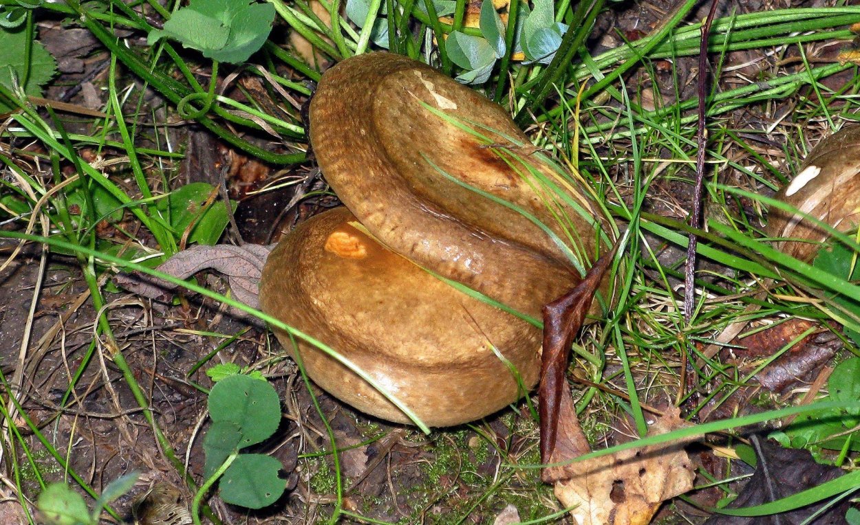 Свинушка гриб