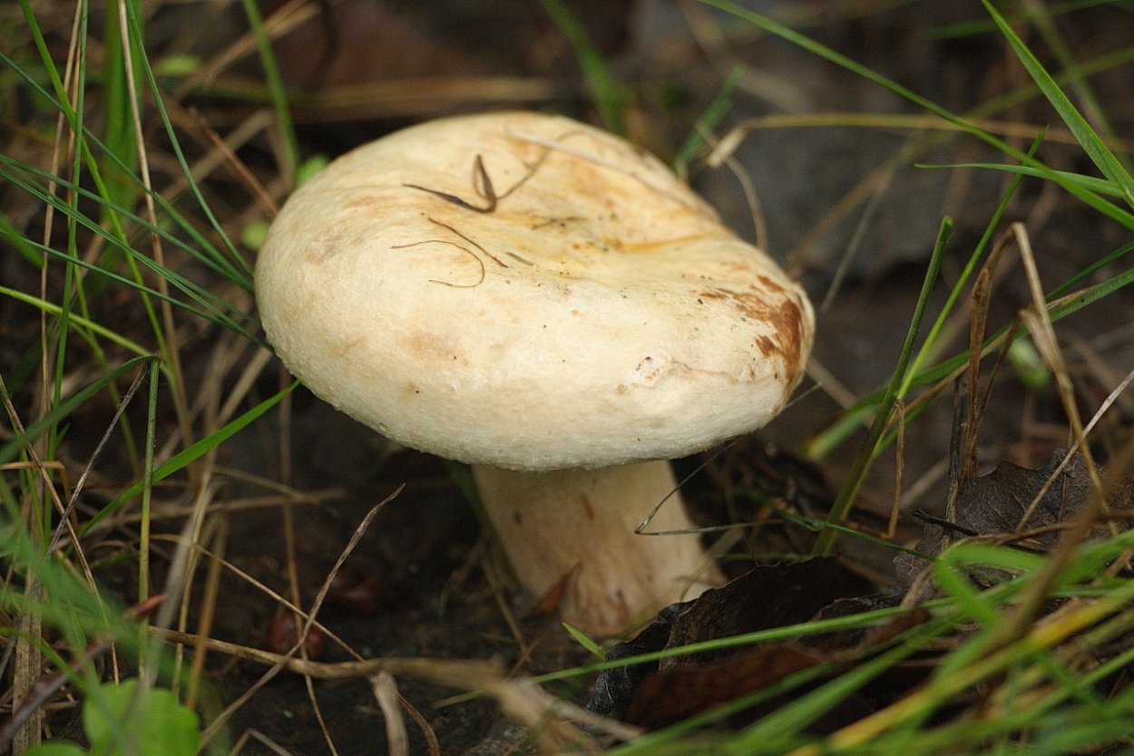 Волнушки и свинушки