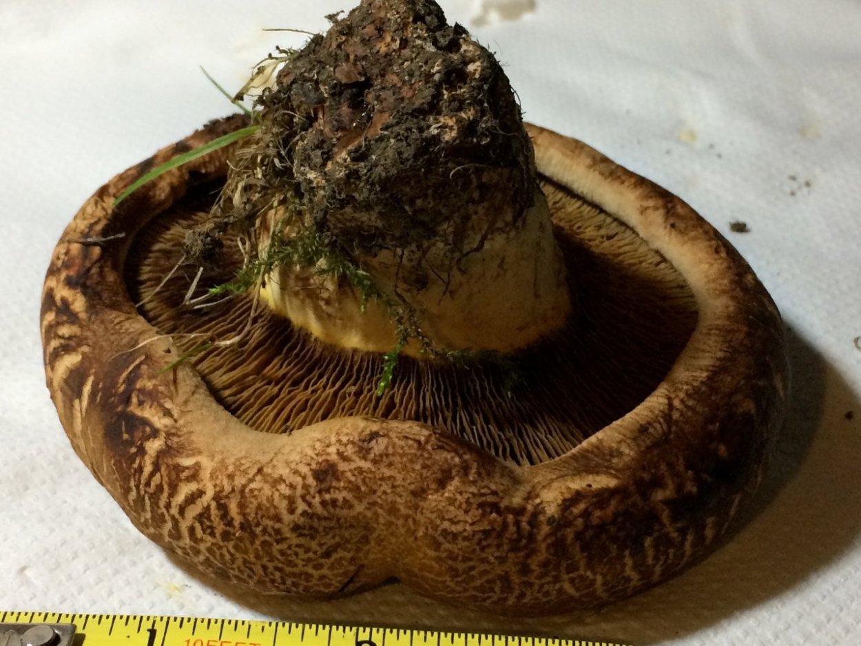 Свинушка гриб шляпка