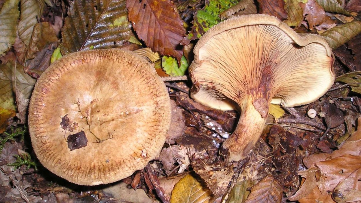 Свинушка Paxillus rubicundulus